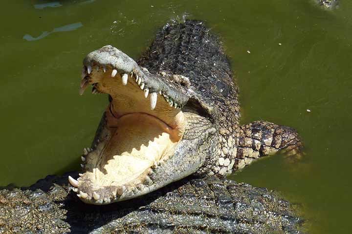 Crocodilo - Habita regiões tropicais e subtropicais em rios, lagos, pântanos e estuários na África, Ásia, América do Norte e América do Sul. 