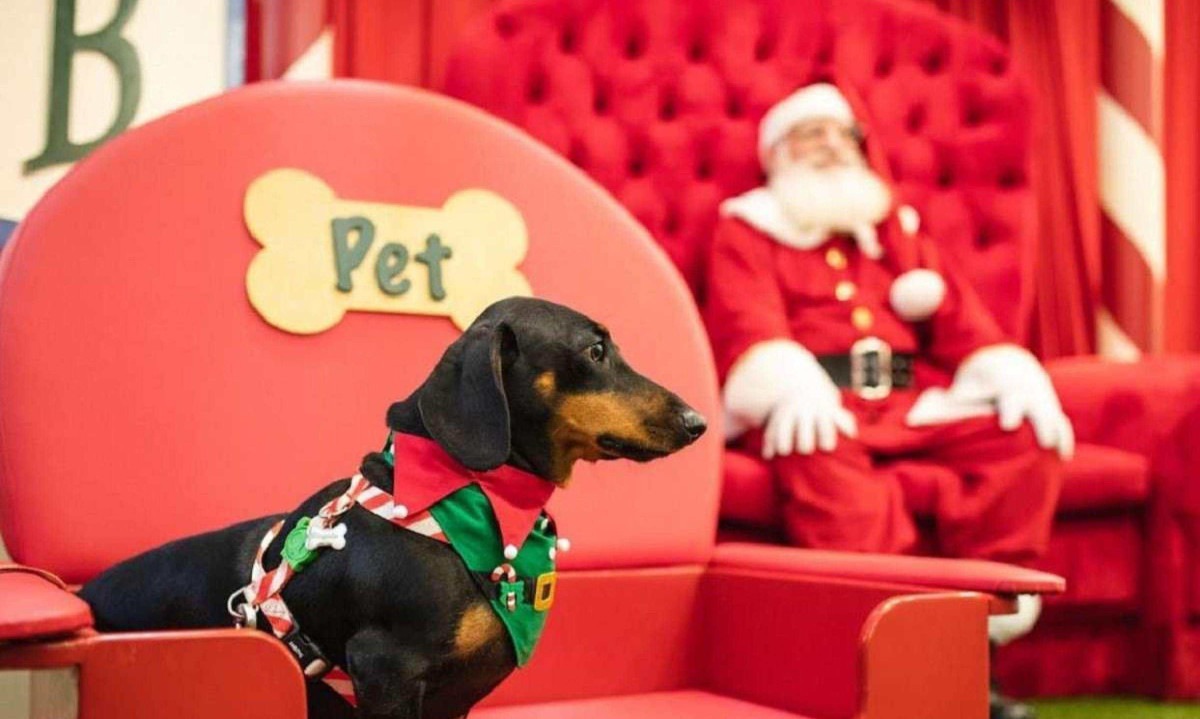 Shopping Del Rey anuncia natal para pets -  (crédito: Shopping Del Rey/ Divulgação)