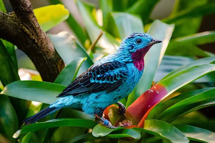 Cotinga-pintada: Também conhecida como Cotinga-de-bico-largo, a Cotinga-pintada é uma ave tropical encontrada em partes da América do Sul, incluindo Brasil, Colômbia, Equador, Peru e Venezuela. 