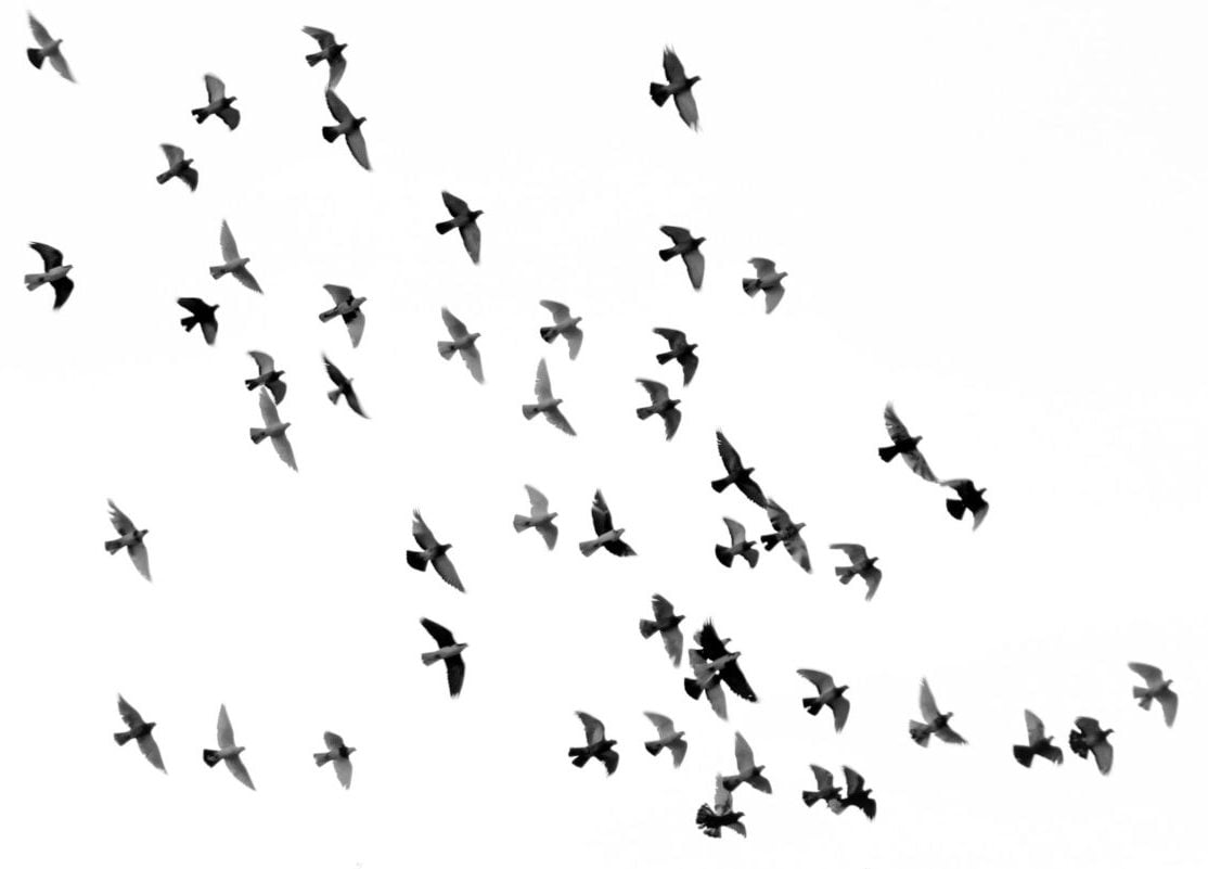 Os pesquisadores sugeriram que as aves migratórias podem ter ouvido o infrassom, que são sons em frequências muito baixas para serem ouvidos pelos humanos, e interpretaram isso como um sinal de alerta.
