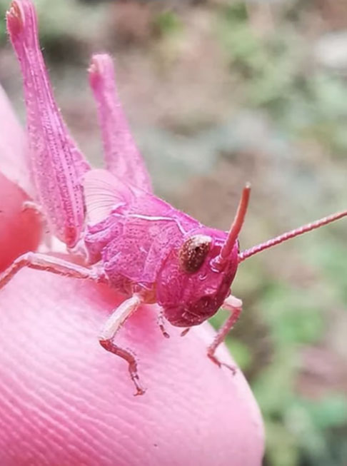 Por isso, embora oficialmente a expectativa de vida de todos os gafanhotos seja a mesma (4 meses), os que têm cor rosa tendem a viver menos porque são alvos de predadores com maior facilidade. 
