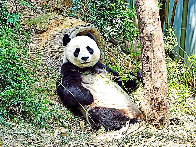 Panda - É muito difícil encontrar uma pessoa que não ache o panda um animal fofinho e simpático.