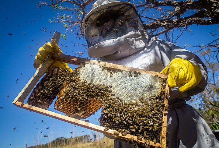 A apicultura consiste na criaÃ§Ã£o de abelhas com ferrÃ£o com o objetivo de produzir mel, prÃ³polis, geleia real, pÃ³len e cera de abelha