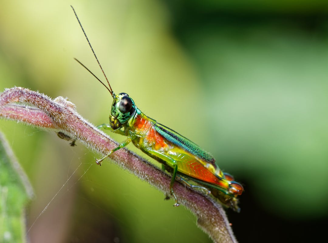 Há também estudiosos que dizem que os grilos podem ser usados como termômetros naturais. Eles são insetos que têm a temperatura do corpo influenciada pelo ambiente, além de fazerem mais barulho em dias mais quentes.
