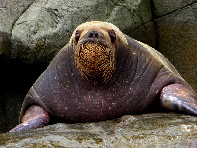 Come moluscos, crustáceos e outros invertebrados marinhos, que ela captura usando seus longos dentes e bigodes sensíveis. Vive de 20 a 30 anos na natureza,