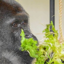 Gorila de mais de 2m e 180 kg será novo morador do Zoológico de BH - Divulga&ccedil;&atilde;o/Juan Espanha