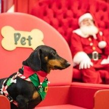 Shopping de BH promove evento de Natal para pets neste sábado (14/12) - Shopping Del Rey/ Divulgação