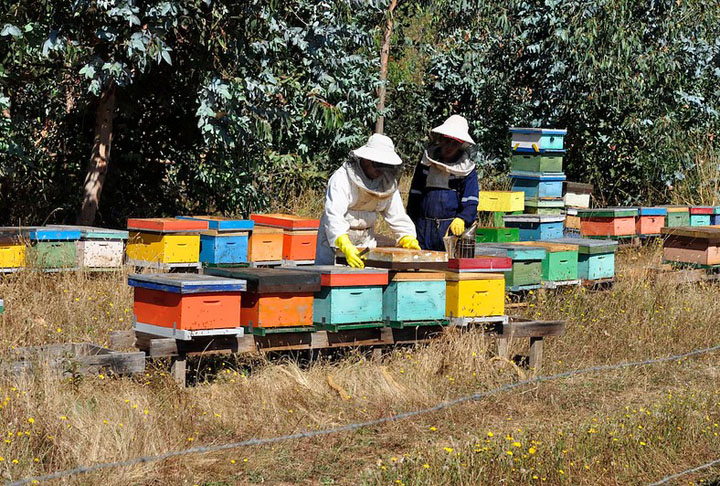 Embora o mel seja o principal produto obtido, obtém-se também outros: a própolis que é produzida pelas abelhas para vedar e defender a colmeia de contaminações; o veneno das abelhas, altamente valorizado pela sua aplicação terapêutica; o pólen; a geleia real, que é extraída das realeiras; e a Cera de abelha.