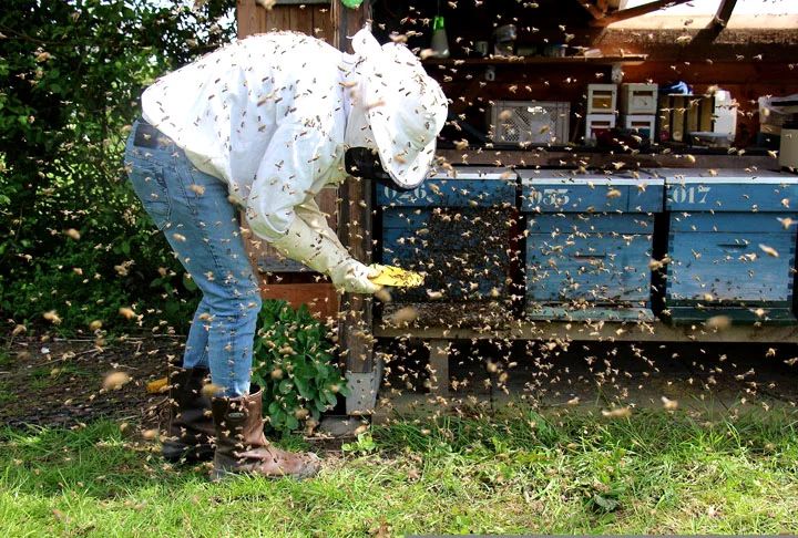 A apicultura contribui, de forma eficaz, para minimizar a interferência e a degradação da natureza, corroborando com a produção integrada na agropecuária. Criar abelhas é de suma importância para a agricultura pela efetiva polinização, que, por sua vez, provoca um significativo aumento na produção agrícola.