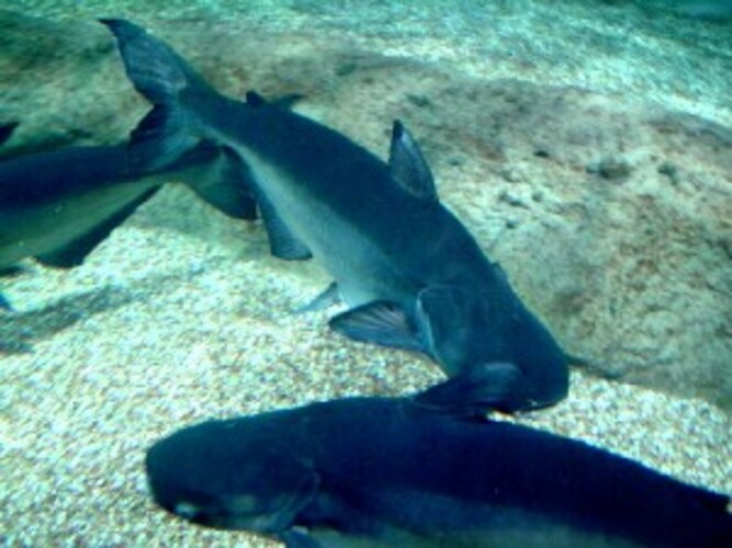 Nas profundezas tambÃ©m vivem pepinos-do-mar, estrelas-do-mar, moluscos, lulas gigantes, o chamado peixe-gato (foto) e corais de Ã¡gua fria. 