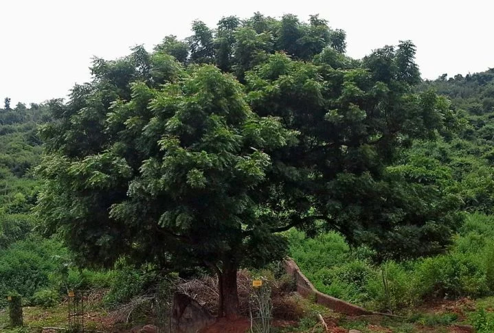 Além disso, já existe desde 2022 um decreto que permite a remoção das árvores de Nim sem a necessidade de aprovação ambiental. A seguir, entenda a importância das abelhas para o meio ambiente!