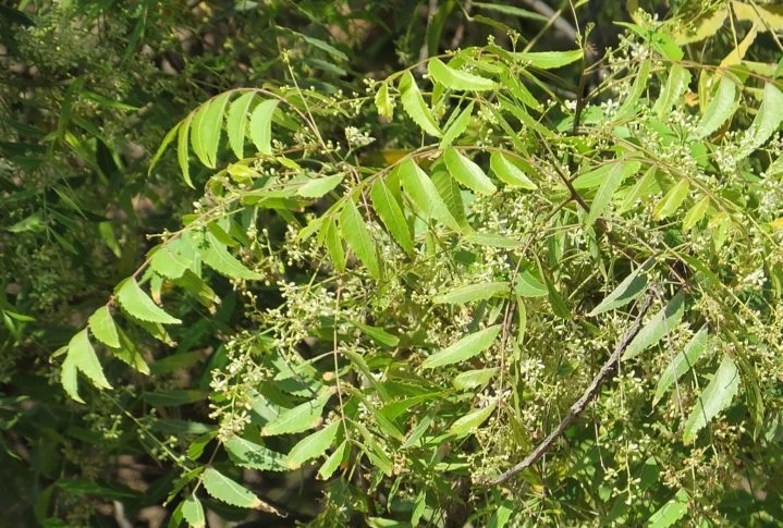 Originária da Índia, essa planta tem o potencial de prejudicar insetos, incluindo abelhas, e provocar um desequilíbrio no meio ambiente.