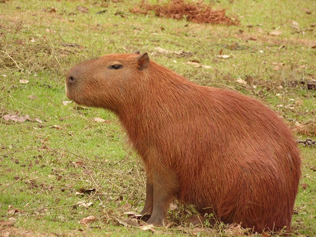 Capivara - Sim, as capivaras são animais que gostam de se relacionar com os humanos. Comuns em áreas urbanas de algumas regiões do Brasil, reagem de maneira positiva com a presença e o contato com um ser humano.