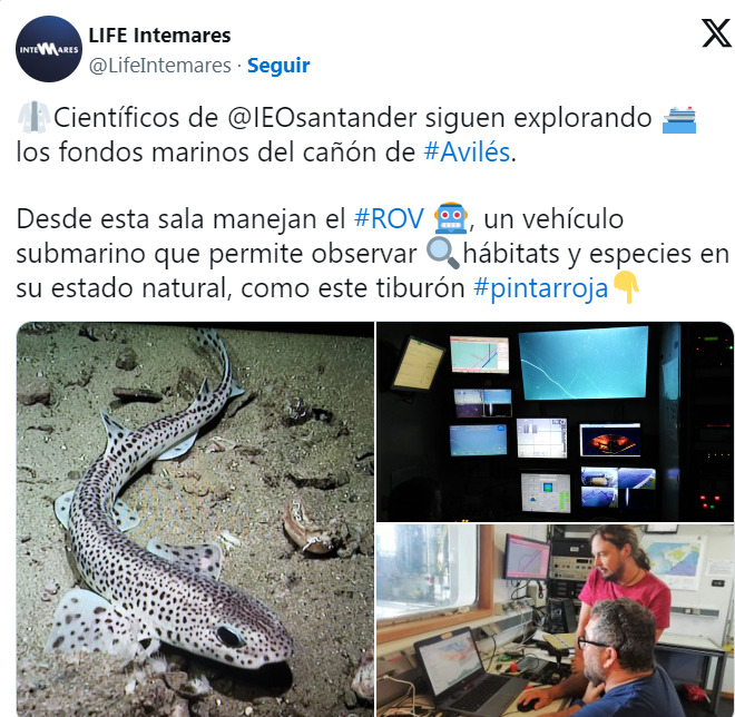 Cientistas estudam o cânion e usam um veículo submarino para identificar espécies que vivem a grandes profundezas no oceano. Entre elas, o tubarão pintarroja da foto. 