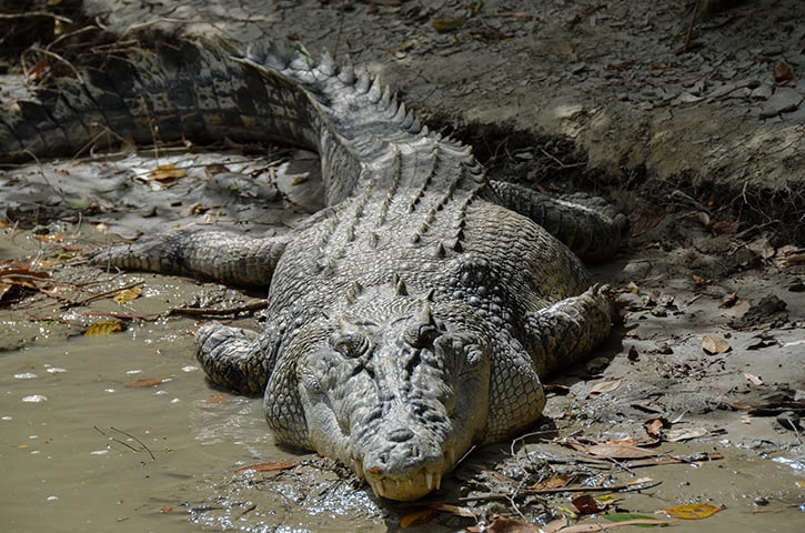 Sua dieta é carnívora, composta por peixes, aves, mamíferos e outros animais que se aproximam da água, utilizando sua força e dentes afiados para capturar presas. Vive de 50 a 70 anos.