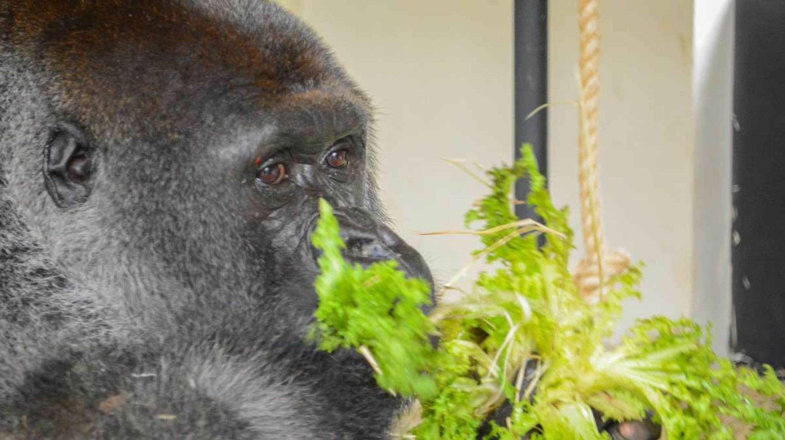 Após seis meses sem parceiro, gorilas do zoo de BH recebem novo macho