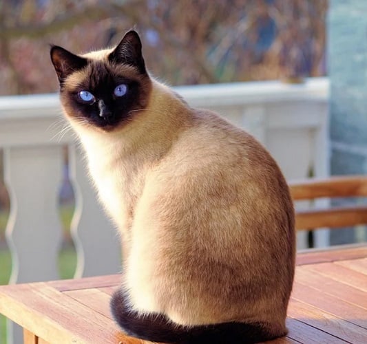 Gato - Assim como os cães, os gatos são um animal de estimação muito comum. É verdade que alguns são antissociais e mais difícieis de agradar do que um cachorrinho, porém eles criam fidelidade com o humano que se sentem bem. 