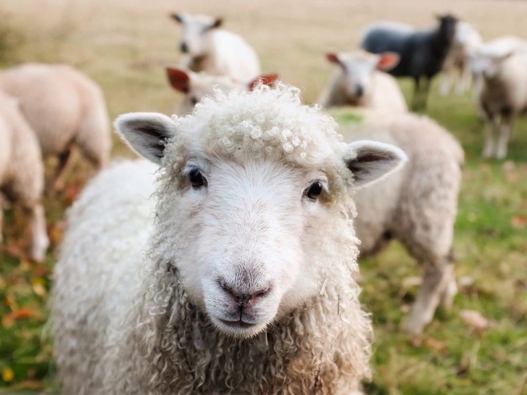 Na Alemanha, cientistas estudaram se animais poderiam detectar terremotos iminentes. Eles descobriram que várias espécies, como vacas, ovelhas e cães mostraram uma certa agitação até 20 horas antes de um terremoto.
