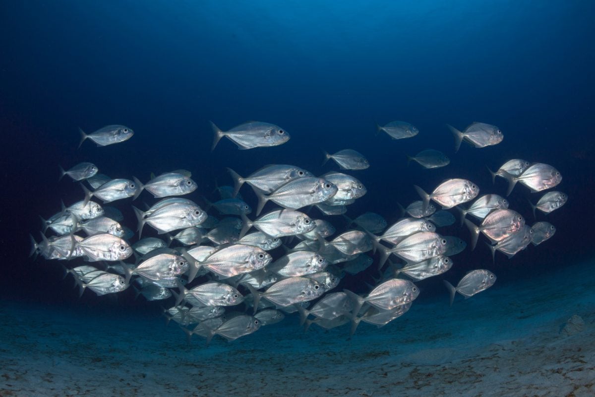 Um exemplo é como os peixes ou pássaros que migram reagem à temperatura da água e do ar.
