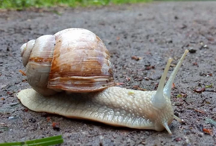 Ambos os nomes podem ser usados para o mesmo tipo de animal, moluscos gastrópodes com concha, mas há algumas variações.