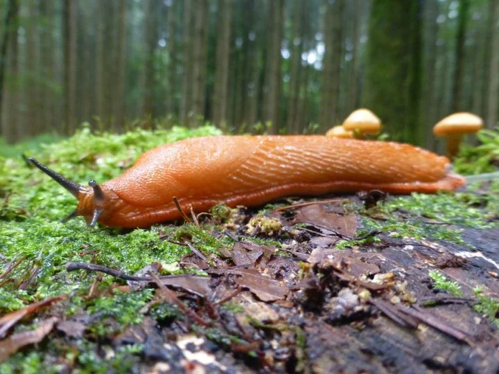 Vale salientar que, além dos caracóis e caramujos, existe também a lesma. Ela se diferencia dos outros dois por não possuir uma concha externa (ou ter uma concha muito pequena).