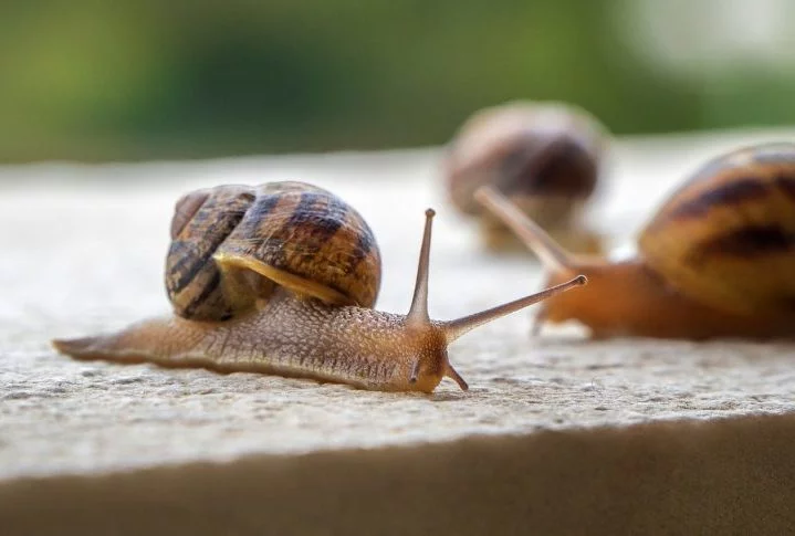 Mas afinal, você sabe qual são as diferenças entre caramujos e caracóis? Confira a seguir!