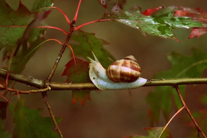 Caracol: geralmente se refere a gastrópodes terrestres, que vivem em ambientes úmidos como jardins, matas e áreas úmidas.