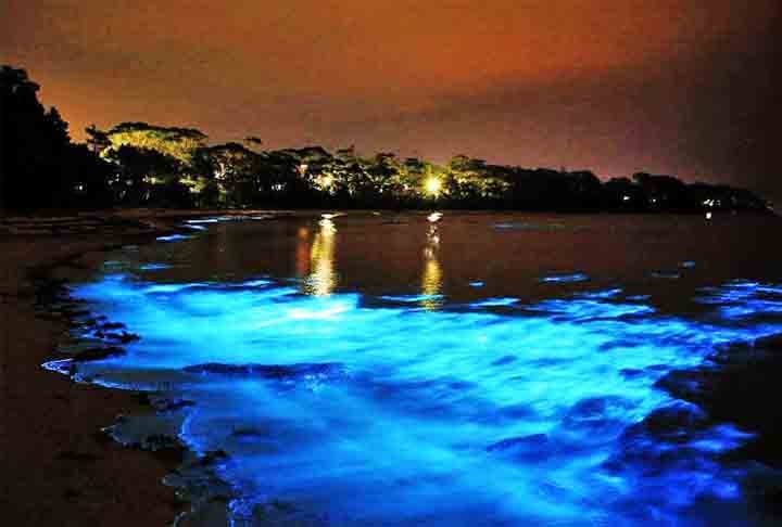 Baía de Luminous Lagoon - Lagoa luminosa da Jamaica, no Caribe, é habitat de milhares de organismos que se iluminam quando tocados.

