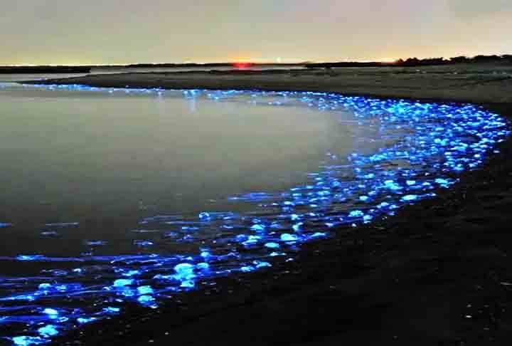 Baía Toyama - Entre os meses de março e maio, a localidade japonesa é cenário do espetáculo dos lulas-vaga-lumes, ou Hotaru ika, em japonês. 