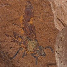 Cientistas encontram fóssil de nova espécie de mosca - Reprodução/Universidade de Canberra 