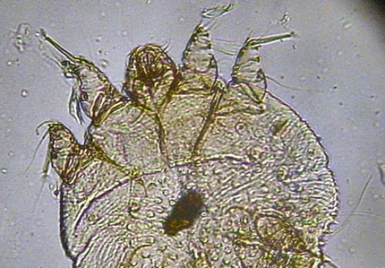 kalumet wikimedia commons