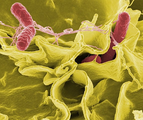 Salmonelose - Causada pela bactéria Salmonella spp., é transmitida pelo contato com cães portadores. Os sintomas incluem febre, diarreia e dor abdominal.