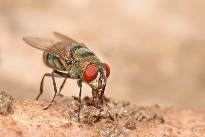 Outro grupo conhecido são as moscas-varejeiras, que depositam seus ovos em tecidos em decomposição ou diretamente em animais vivos.