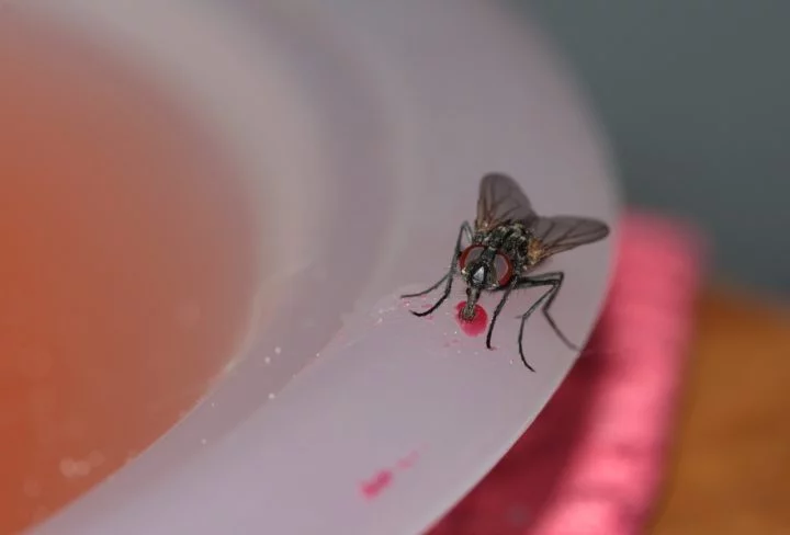 Elas carregam bactérias e vírus em seus corpos e patas e podem contaminar alimentos ao pousarem sobre eles.