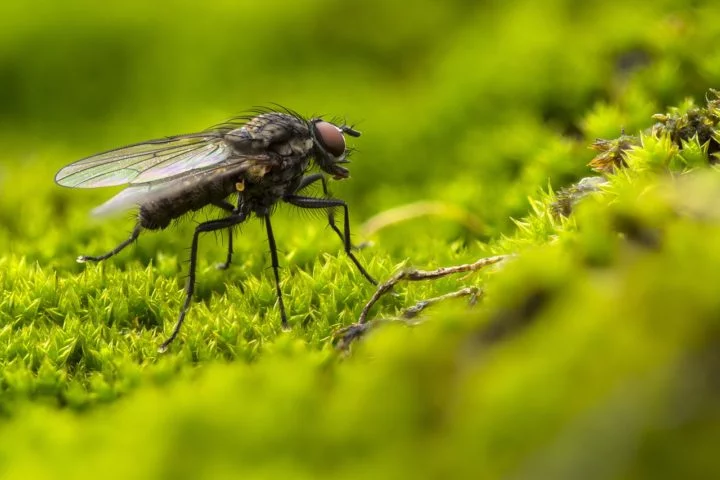 O ciclo de vida de uma mosca passa por quatro estágios: ovo, larva, pupa e adulto. As fêmeas depositam seus ovos em matéria orgânica em decomposição, como lixo, fezes e restos de alimentos. 