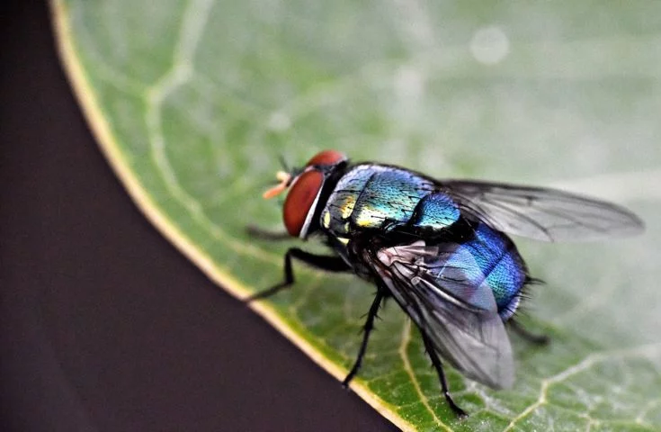 As moscas, especialmente a mosca doméstica (Musca domestica), são insetos dípteros (possuem apenas um par de asas) que convivem intimamente com os seres humanos há milênios. 