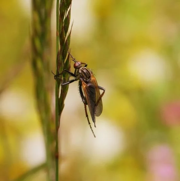 Existem milhares de espécies de moscas que desempenham papéis importantes na natureza, tanto como polinizadoras quanto como decompositoras.