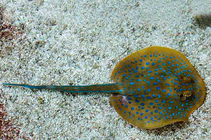 Habitantes de mares e rios, as arraias são considerados animais mansos, porém é preciso ter cuidado pois podem atacar humanos como mecanismo de defesa. 
