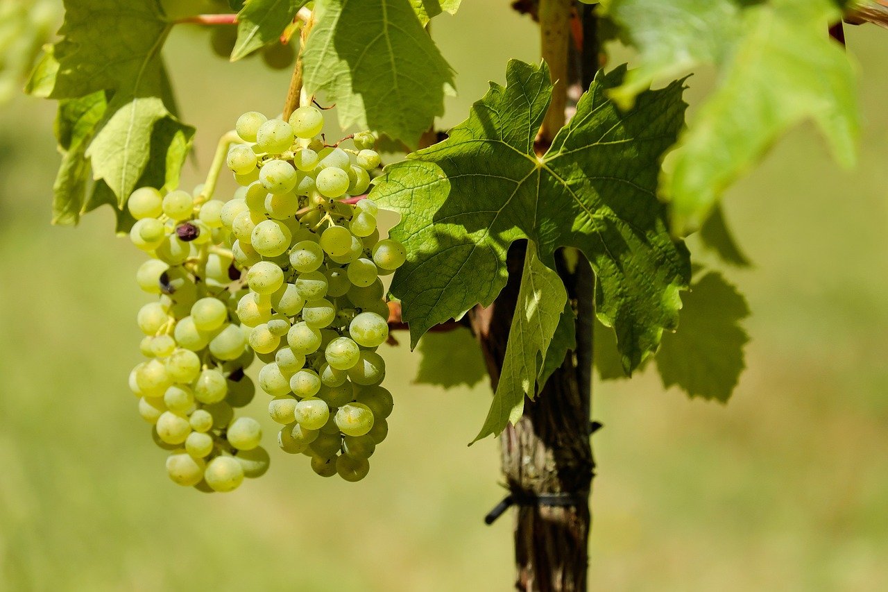 Sem tanta exposição ao sol, as uvas acumulam menos açúcares, o que favorece o equilíbrio entre teor alcoólico e acidez no processo de fermentação. O resultado são vinhos de melhor qualidade sem que os produtores precisem intervir. 
