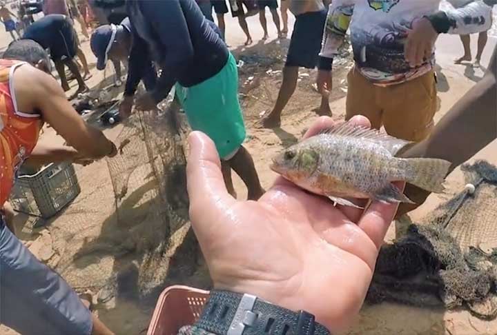 Outro ponto importante do estudo está relacionado à criação de peixes no Brasil. Há uma alerta para um controle mais rígido. 