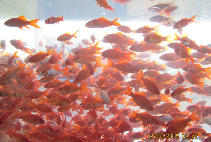 E os problemas atrelados às carpas douradas não se restringem ao Canadá. Na Austrália, alguns peixes dourados e seus filhotes já dominaram um rio no sudoeste do país. 