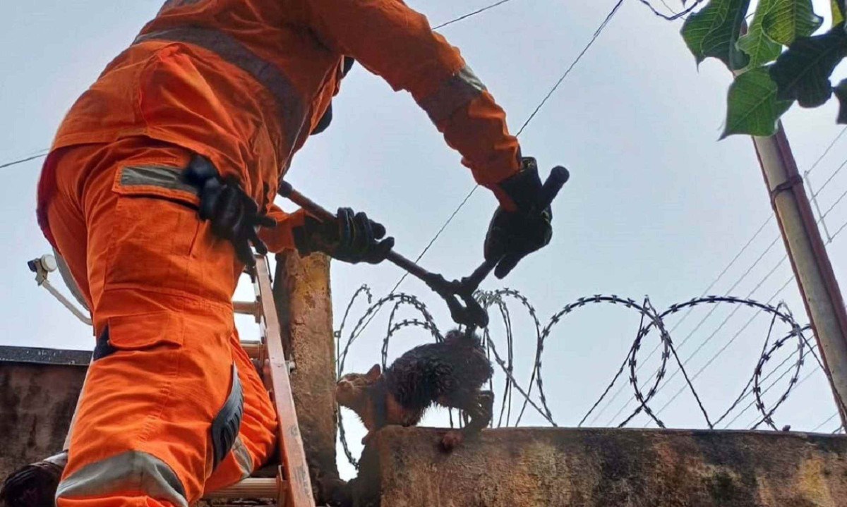 Gato preso em concertina é salvo pelos bombeiros em Araguari -  (crédito: Divulgação/CBMMG)