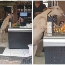 Vídeo: cabritos "furtam" doces em padaria e um deles é "interrogado" em MG