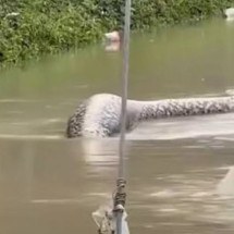 Cobra da maior espécie do mundo é vista em rua na Tailândia - Reprodução/Redes Sociais