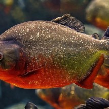 Piranhas atacam jacaré e "honram" fama de devoradoras - Imagem de Rethinktwice por Pixabay 