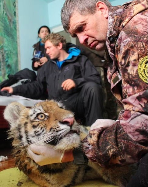 Depois de terem sido criados em cativeiro e serem libertados em áreas muito distantes uma da outra em 2014, Boris (o tigre macho) percorreu mais de 200 km para se reencontrar com Svetlaya, sua antiga companheira.