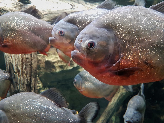 Em alguns casos raros, podem atacar grandes animais que estejam atravessando rios, mas essas situações são incomuns e geralmente exageradas.