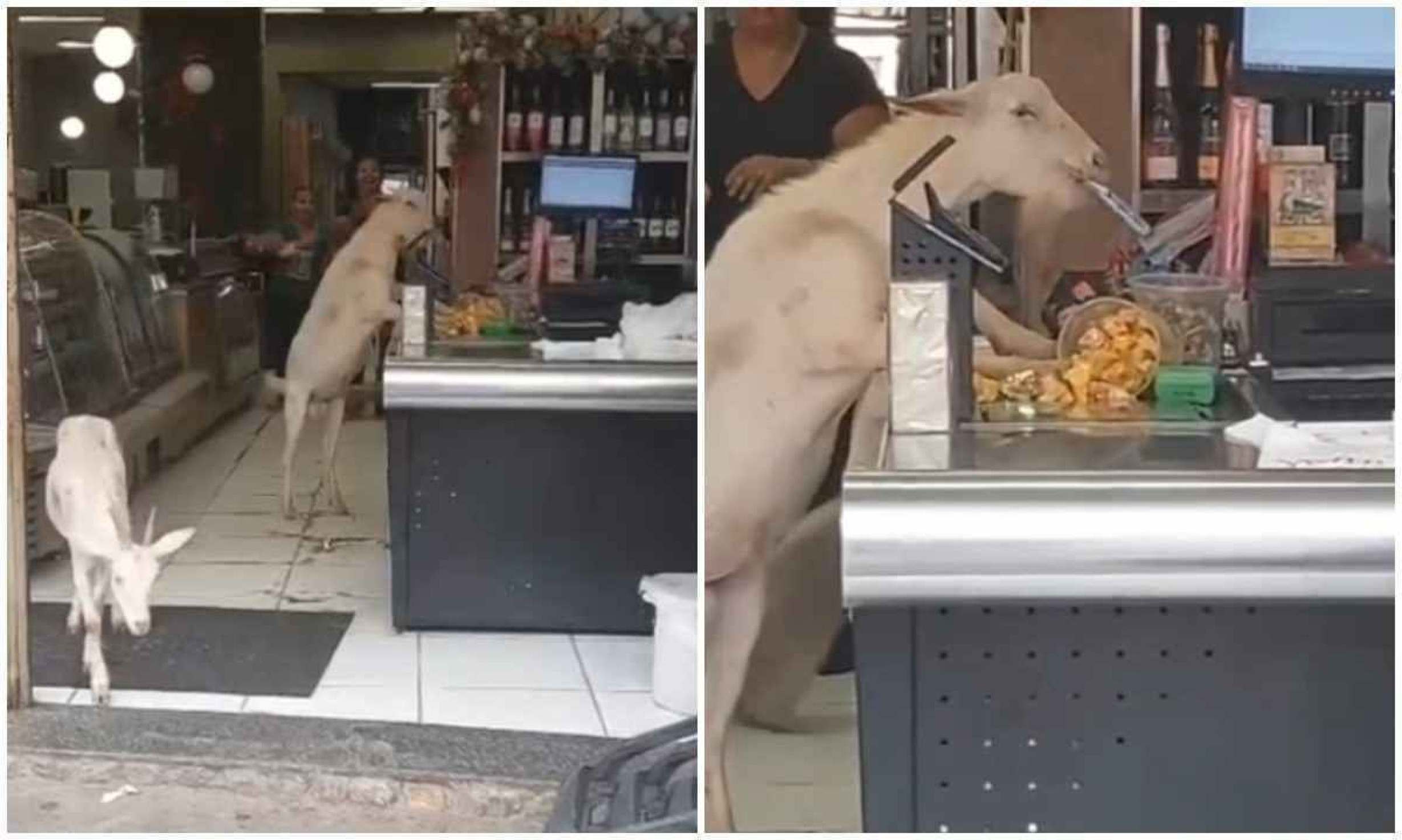 Vídeo: cabritos 'furtam' doces em padaria e um deles é 'interrogado' em MG