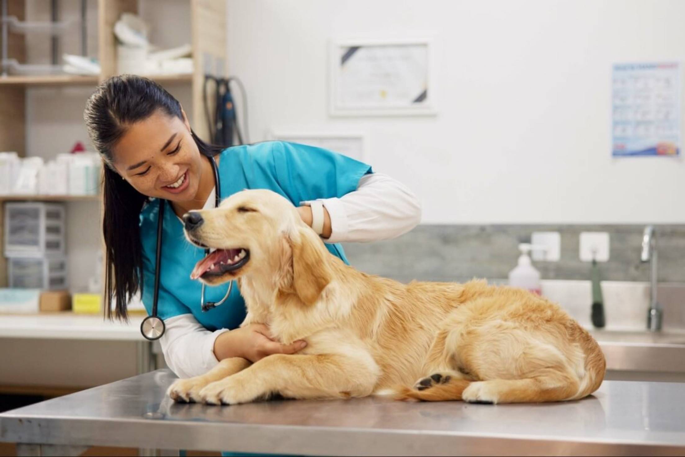 Veja a importância das consultas de rotina para os animais