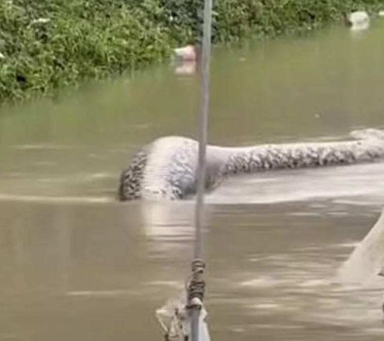 Cobra da maior espécie do mundo é vista em rua na Tailândia